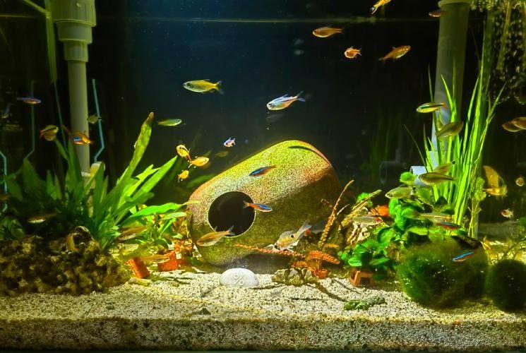 有哪些熱帶魚適合混養？：新手混養熱帶魚推薦及注意事項