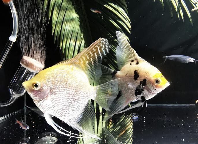 有哪些熱帶魚適合混養？：新手混養熱帶魚推薦及注意事項