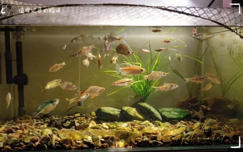 有哪些熱帶魚適合混養？：新手混養熱帶魚推薦及注意事項