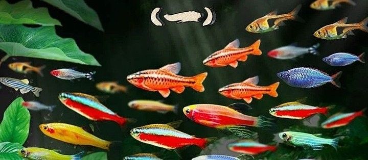 有哪些熱帶魚適合混養？：新手混養熱帶魚推薦及注意事項