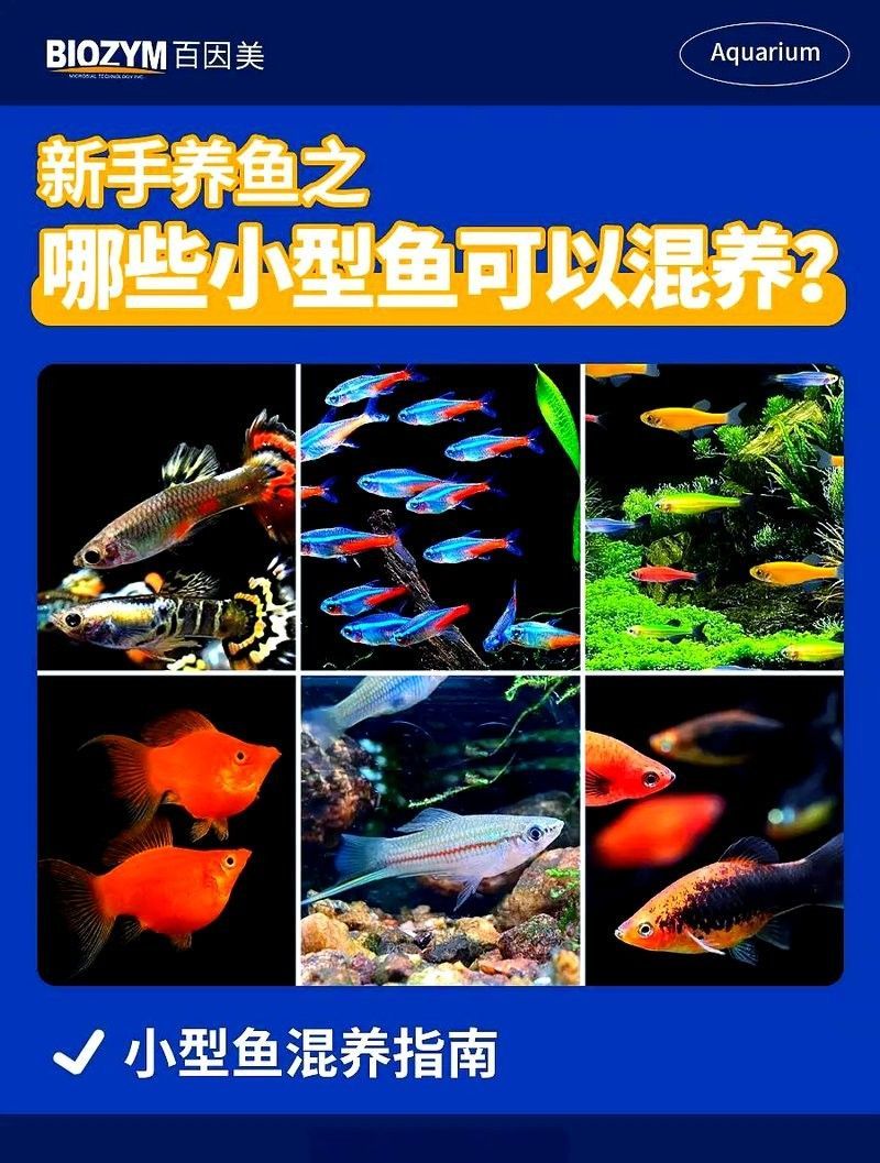 有哪些熱帶魚適合混養？：新手混養熱帶魚推薦及注意事項