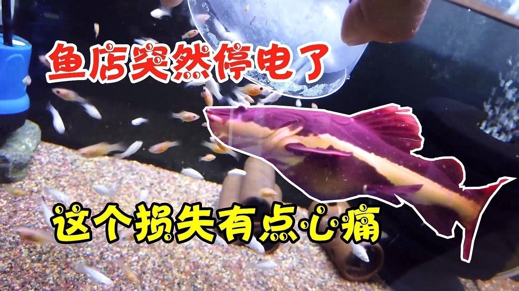 輪臺哪個水族館龍魚好？祥龍魚場龍魚：輪臺地區水族館及龍魚養殖場相關情況