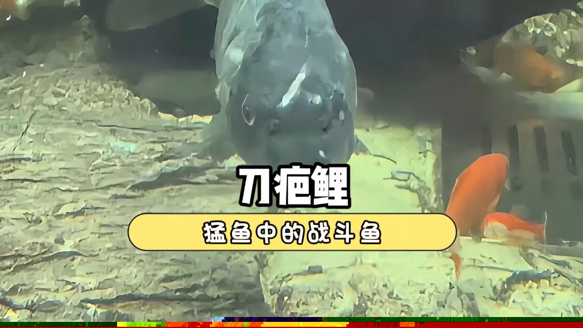 恐龍魚(yú)和虎魚(yú)混養(yǎng)需要多大的魚(yú)缸：恐龍魚(yú)與虎魚(yú)混養(yǎng)時(shí)的注意事項(xiàng)