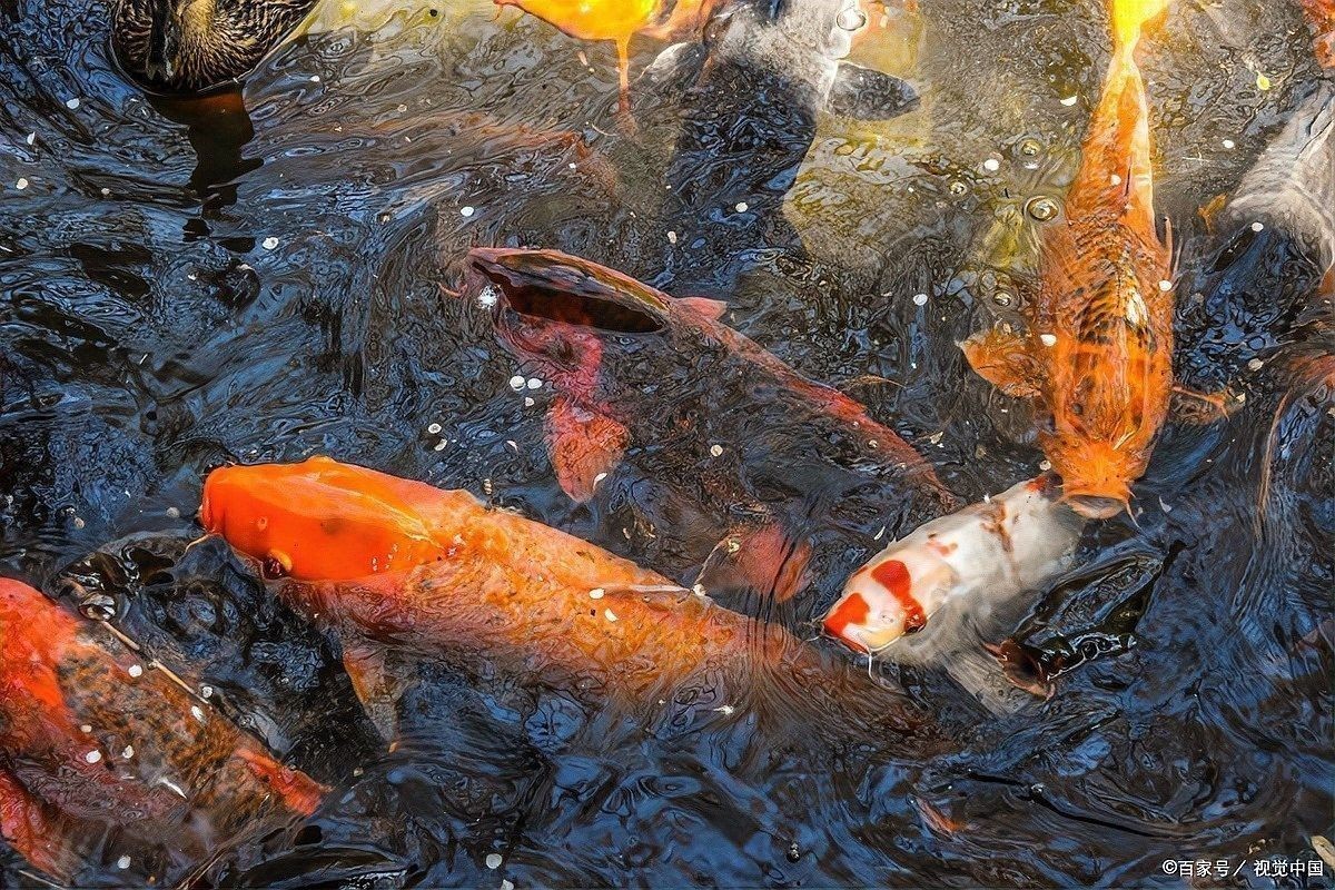 如何治療龍魚真菌病？：魚老農談三農，魚霉病怎么治療最快最有效