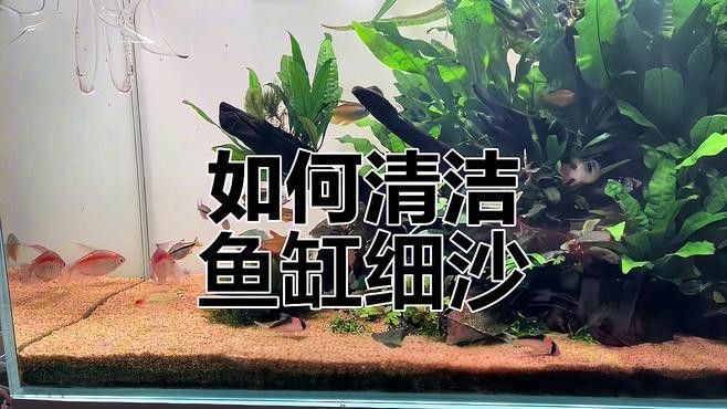 雷龍魚(yú)缸底砂清洗方法：雷龍魚(yú)缸底砂清洗技巧大揭秘,如何避免使用洗沙器