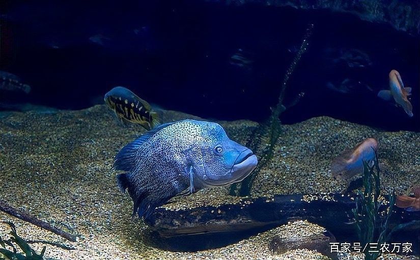 雷龍魚(yú)缸底砂清洗方法：雷龍魚(yú)缸底砂清洗技巧大揭秘,如何避免使用洗沙器