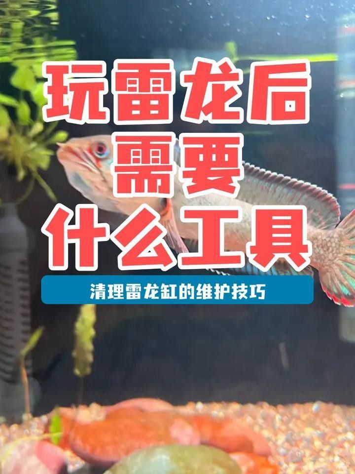 雷龍魚(yú)缸底砂清洗方法：雷龍魚(yú)缸底砂清洗技巧大揭秘,如何避免使用洗沙器