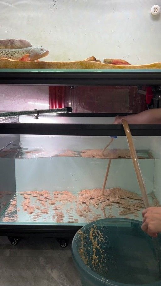 雷龍魚(yú)缸底砂清洗方法：雷龍魚(yú)缸底砂清洗技巧大揭秘,如何避免使用洗沙器