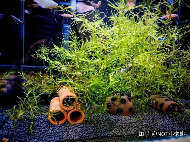 雷龍魚(yú)缸底砂清洗方法：雷龍魚(yú)缸底砂清洗技巧大揭秘,如何避免使用洗沙器
