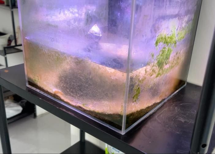 雷龍魚(yú)缸底砂清洗方法：雷龍魚(yú)缸底砂清洗技巧大揭秘,如何避免使用洗沙器
