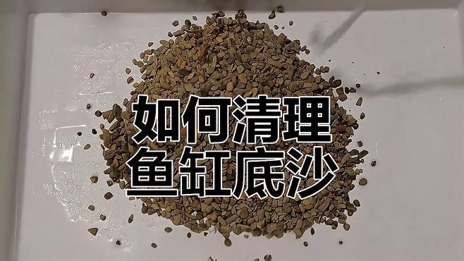 雷龍魚(yú)缸底砂清洗方法：雷龍魚(yú)缸底砂清洗技巧大揭秘,如何避免使用洗沙器