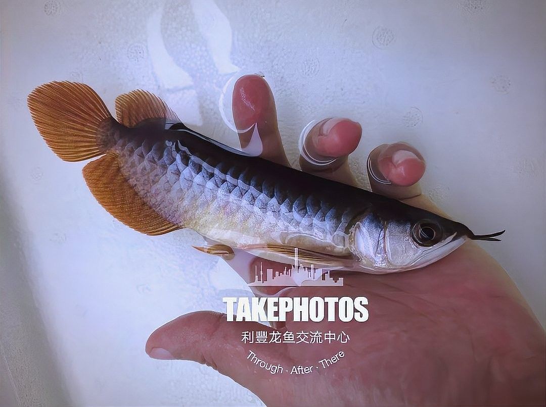 龍魚魚苗的最佳培育溫度是多少：龍魚溫度多少度合適