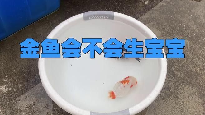 龍睛魚繁殖周期是多久？：龍睛金魚的繁殖周期