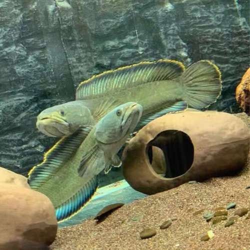 哪種雷龍魚的價格最親民：彩虹雷龍（南鱧）價格介紹