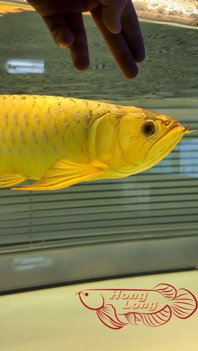 推薦幾款適合金頭龍魚混養的魚：適合與金頭龍魚混養的魚類推薦