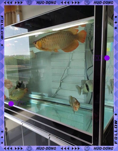 龍魚跳缸后需要注意什么：養魚說雷龍跳缸怎么辦