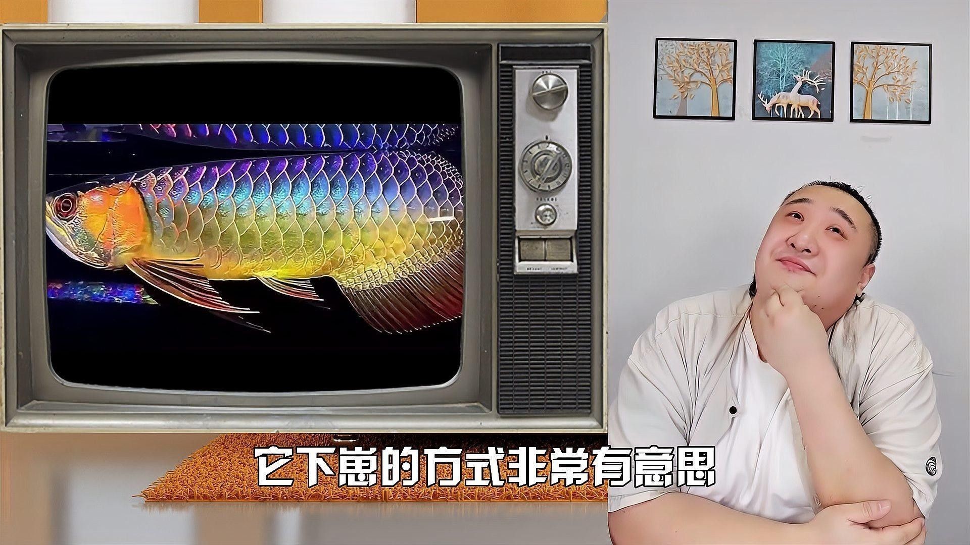 金龍魚清蒸時需要去內臟嗎：金龍魚怎么去內臟？