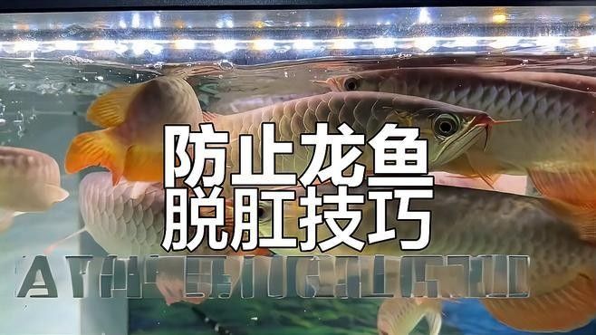 如何預防龍魚肛門突出：龍魚喂河蝦易脫肛避免方法揭秘