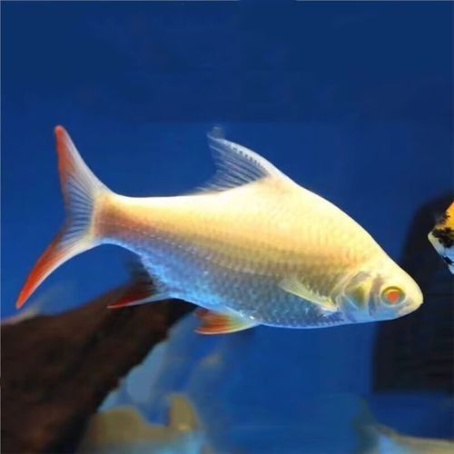 金鳳哪個水族館龍魚好？祥龍魚場龍魚：全球首家龍魚繁殖漁場(廣州龍魚祥龍魚場