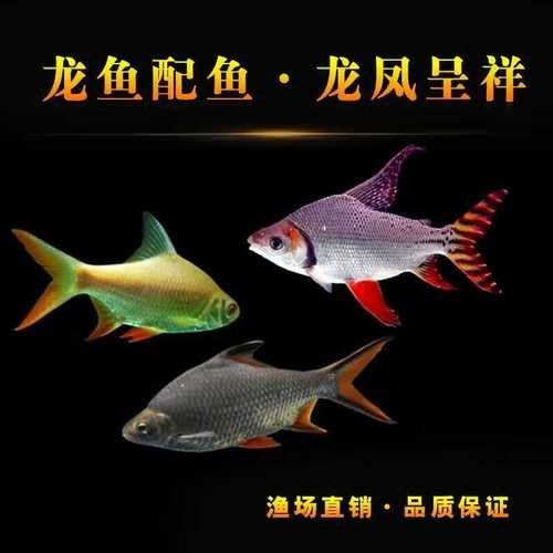 金鳳哪個水族館龍魚好？祥龍魚場龍魚：全球首家龍魚繁殖漁場(廣州龍魚祥龍魚場