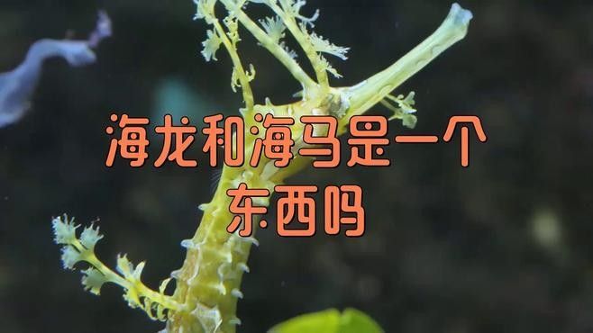 如何區分海龍和海馬？：小宋談科普，海龍與海馬的區別