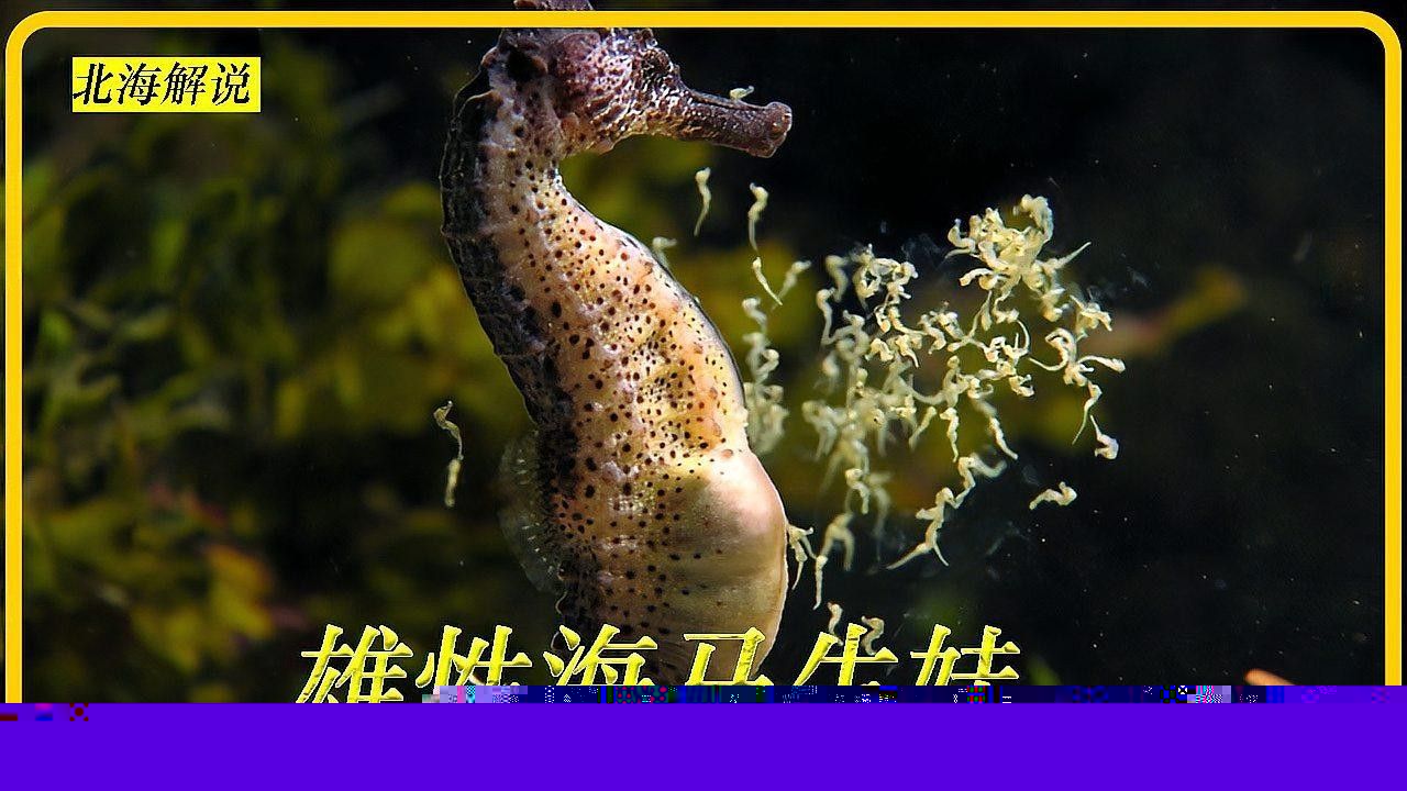 如何區分海龍和海馬？：小宋談科普，海龍與海馬的區別
