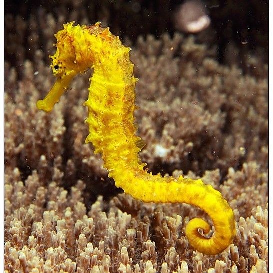 如何區分海龍和海馬？：小宋談科普，海龍與海馬的區別