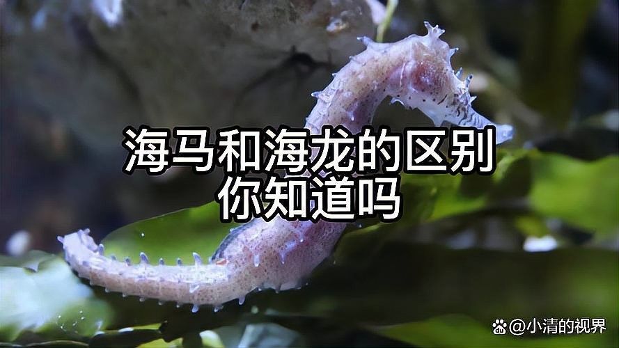 如何區分海龍和海馬？：小宋談科普，海龍與海馬的區別