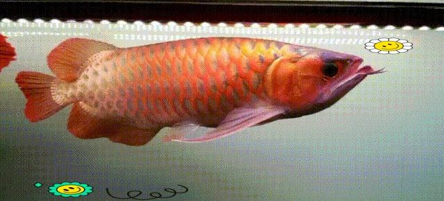 龍魚燈如何預防掉眼：——龍魚燈光使用方法