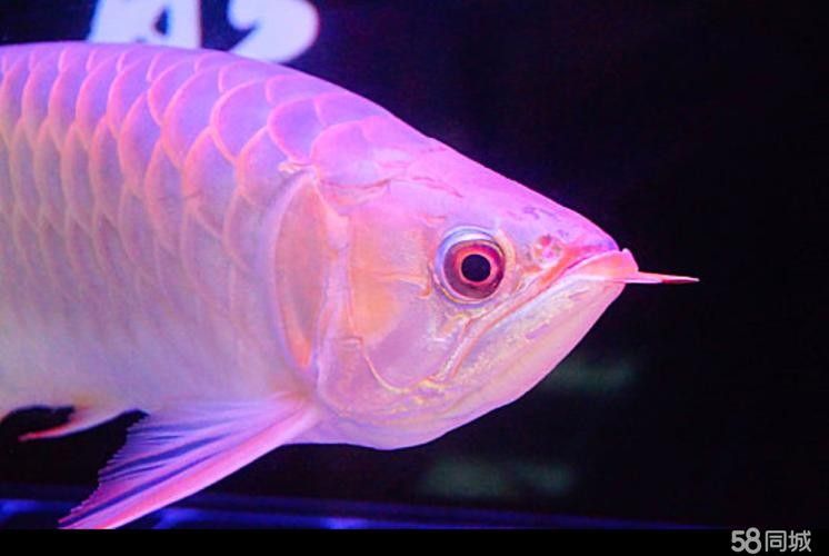 哪里可以買到寧德的龍魚？：北京朝陽龍魚價格