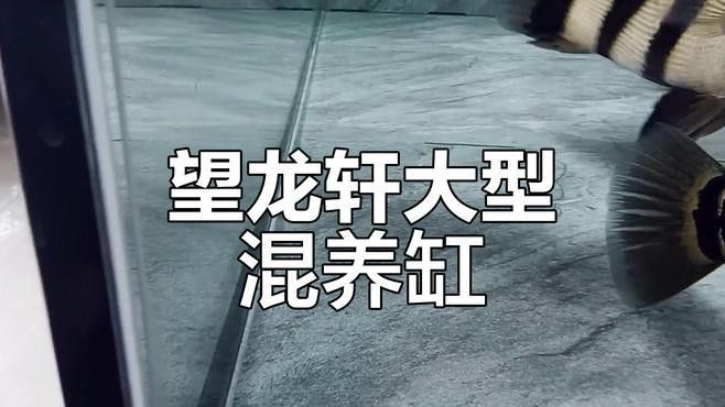哪種龍魚混養伴侶最受歡迎：龍魚混養伴侶的選擇