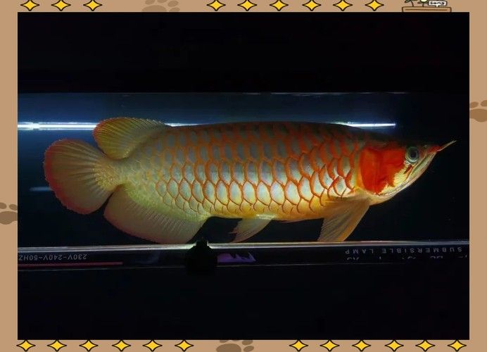 龍魚側燈擺放示意圖：——龍魚側燈擺放方式 龍魚側燈擺放示意圖：——龍魚側燈擺放方式 龍魚百科 第11張