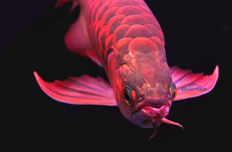 給我推薦一些高清龍魚圖片：精選的高清龍魚圖片資源推薦
