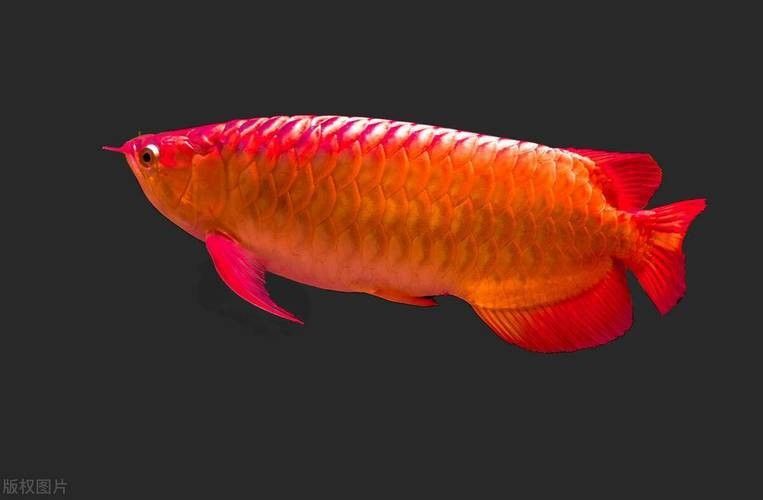 給我推薦一些高清龍魚圖片：精選的高清龍魚圖片資源推薦