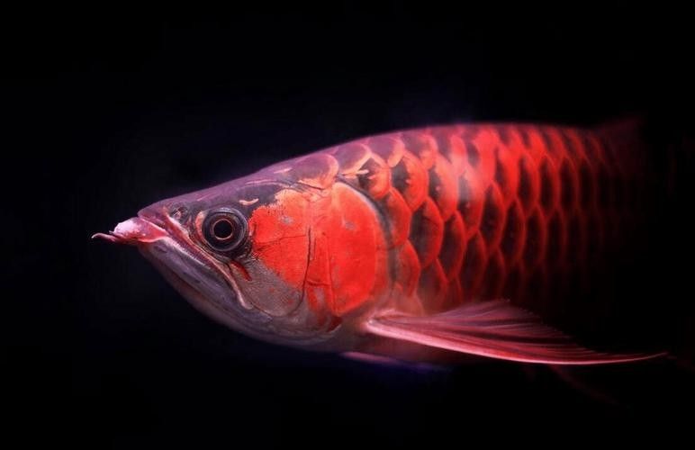 給我推薦一些高清龍魚圖片：精選的高清龍魚圖片資源推薦