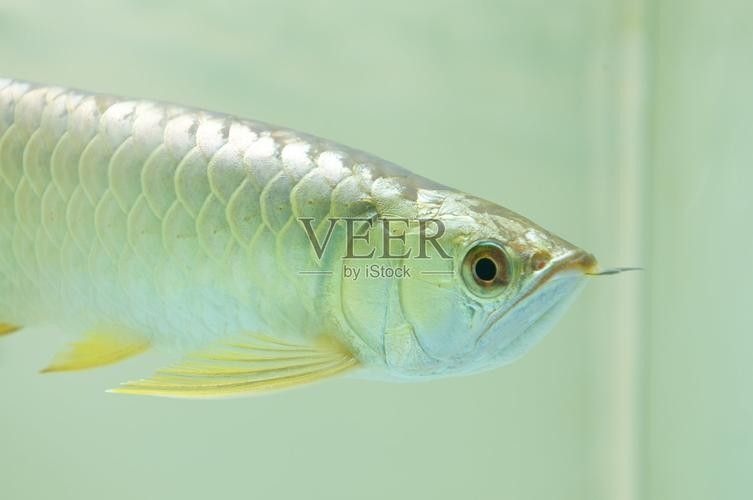 給我推薦一些高清龍魚圖片：精選的高清龍魚圖片資源推薦