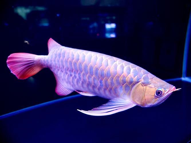 給我推薦一些高清龍魚圖片：精選的高清龍魚圖片資源推薦