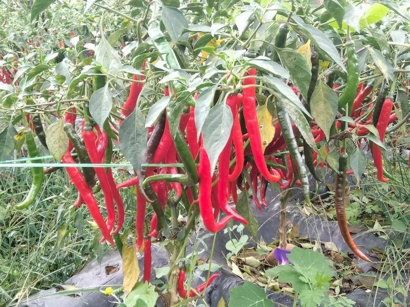 綠皮辣椒紅龍有哪些產地：綠皮辣椒紅龍的主要產地及種植特點