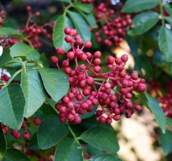 綠皮辣椒紅龍有哪些產地：綠皮辣椒紅龍的主要產地及種植特點