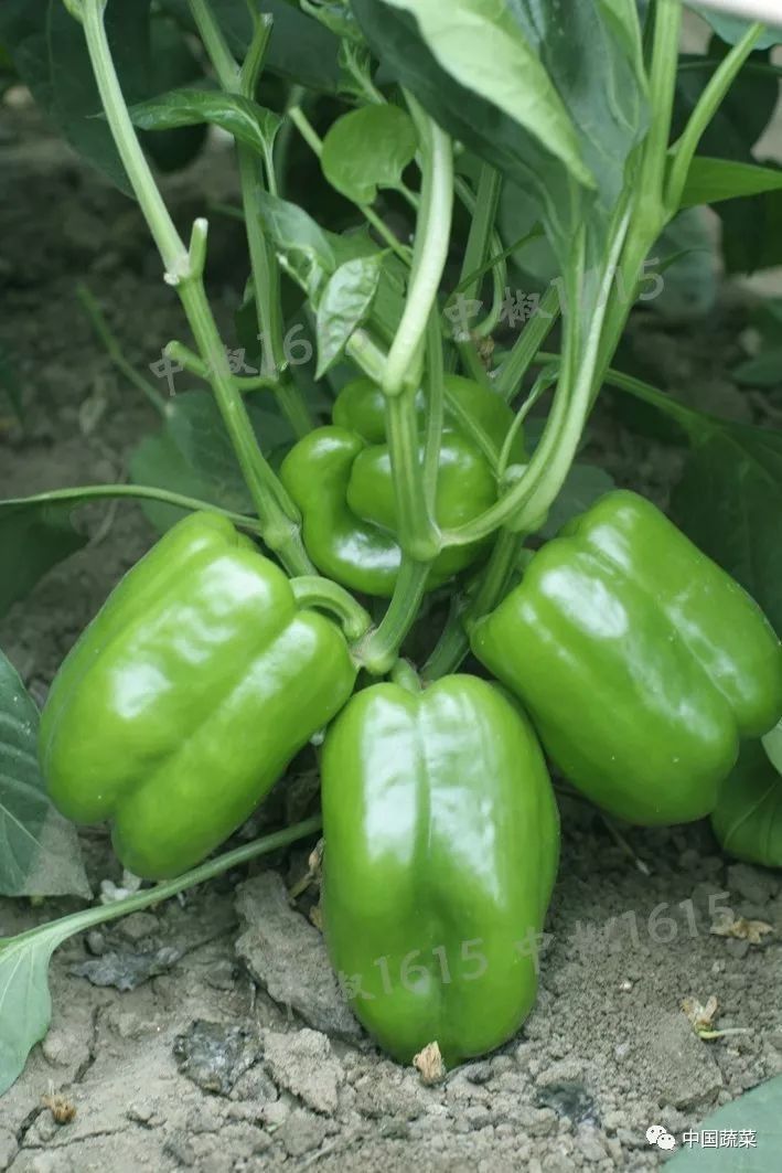 綠皮辣椒紅龍有哪些產地：綠皮辣椒紅龍的主要產地及種植特點