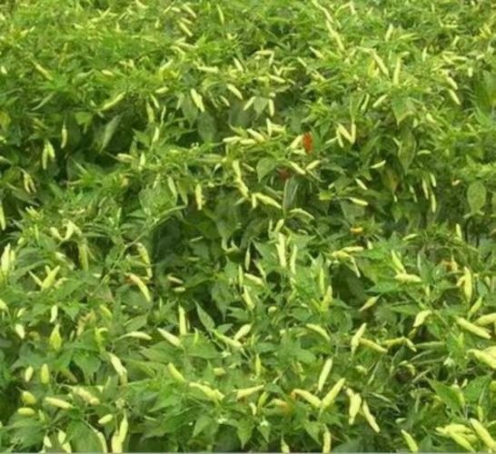 綠皮辣椒紅龍有哪些產地：綠皮辣椒紅龍的主要產地及種植特點