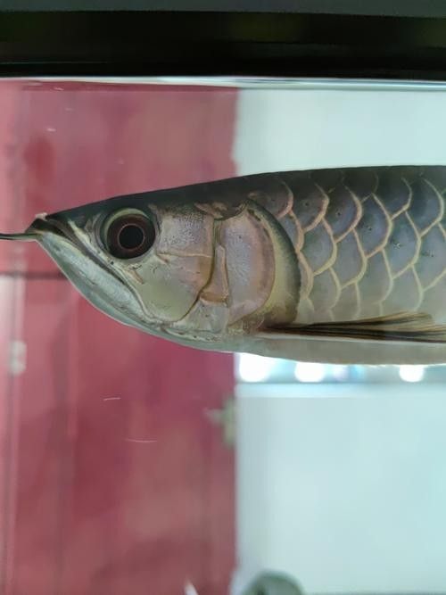 如何預防龍魚嘴上的白色肉球：魚嘴發(fā)白是怎么回事