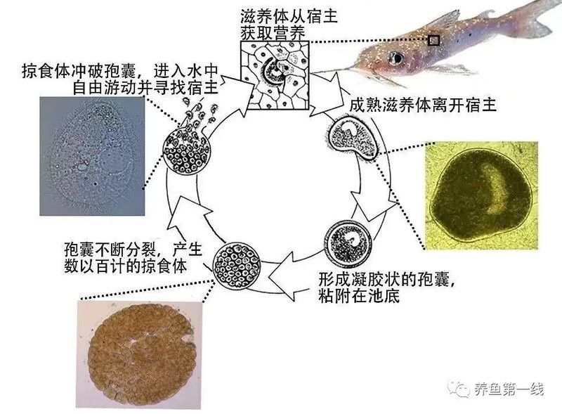 如何預防龍魚嘴上的白色肉球：魚嘴發(fā)白是怎么回事
