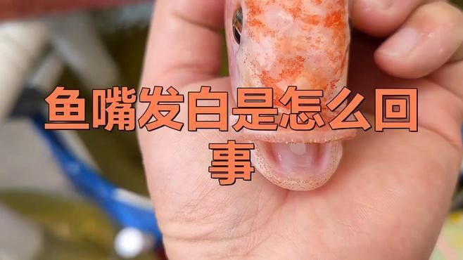 如何預防龍魚嘴上的白色肉球：魚嘴發(fā)白是怎么回事