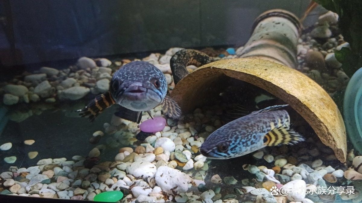 混養眼鏡蛇雷龍和金龍魚有哪些成功案例：關于黃金眼鏡蛇雷龍與金龍魚的混養案例
