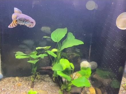 混養眼鏡蛇雷龍和金龍魚有哪些成功案例：關于黃金眼鏡蛇雷龍與金龍魚的混養案例