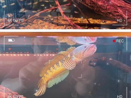 混養眼鏡蛇雷龍和金龍魚有哪些成功案例：關于黃金眼鏡蛇雷龍與金龍魚的混養案例