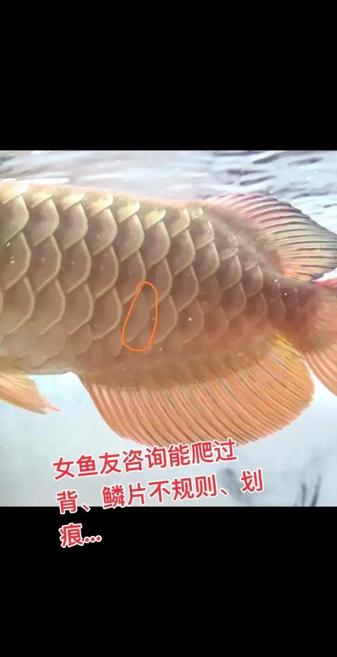 如何判斷金龍魚是否爬背失敗：判斷金龍魚是否爬背失敗需綜合觀察鱗片表現、珠鱗狀態及生長階段特征