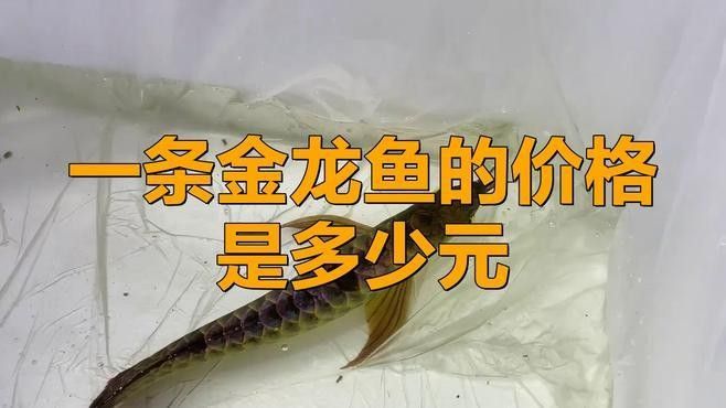 金龍魚的價格受哪些因素影響？：金龍魚價格波動對市場有何影響金龍魚價格波動會反向影響