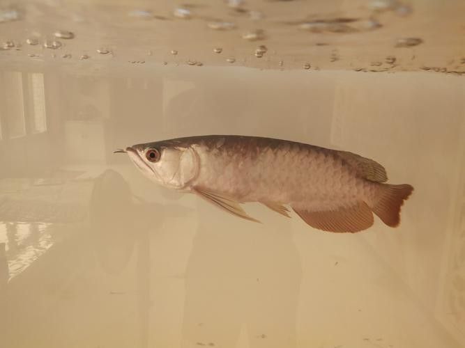 金龍魚鱗片疾病圖片高清版：養(yǎng)魚小藝，圖解10種龍魚鱗片的常見疾病